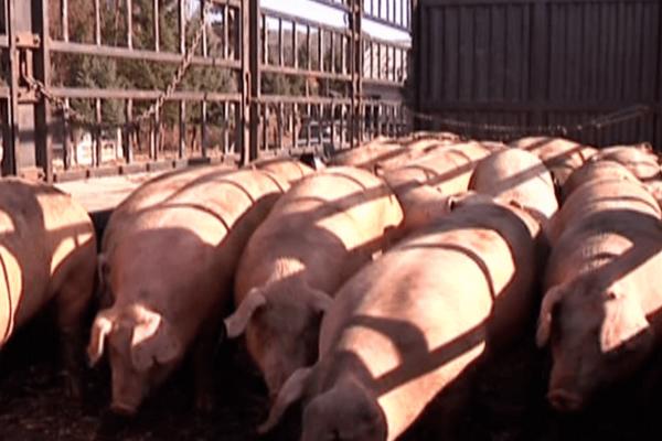 养猪出栏一般多重